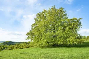 Solitary Tree Stampe: Common beech (Fagus sylvatica)