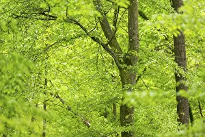 Beautiful German Forests Stampe: Common beech (Fagus sylvatica) forest in spring