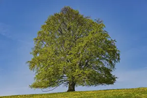Spring Awakening Stampe: Common beech (Fagus sylvatica) in spring