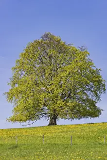 Blue Sky Springtime Stampe: Common beech (Fagus sylvatica) in spring