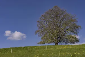 Central Europe Deciduous Trees Stampe: Common beech (Fagus sylvatica) in spring