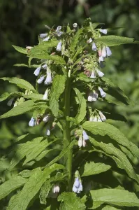 Alternative Health Stampe: Common comfrey