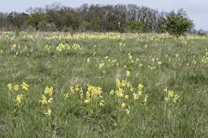Common Cowslip Stampe: Common cowslip (Primula veris), Thuringia, Germany