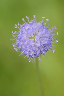 Succisa Pratensis Stampe: Common devil's-bit scabious (Succisa pratensis)