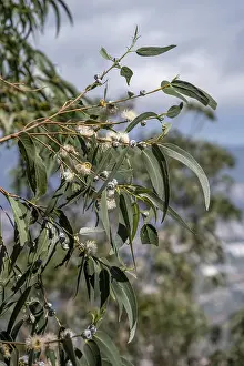 Eucalyptus Tree Stampe: Common fever tree, Eucalyptus tree