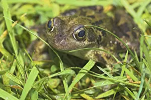European Common Grass Frog Stampe: Common Frog In The Grass