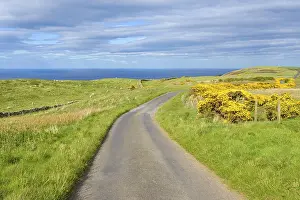 Scottish Countryside Scenery Stampe: Common gorse with road in spring