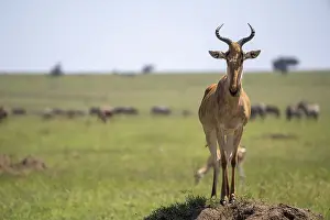 Natural Preserve Conservation Area Stampe: Common hartebeest (Alcelaphus)