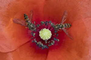 Garden Wildlife Photography Stampe: Common hoverfly (Eupeodes corollae) two adult insects feeding on a garden red Common field poppy flower in summer