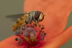 Common Hoverfly Stampe: Common hoverfly (Eupeodes corollae) adult insect feeding on pollen from a red Common field poppy (Papaver rhoeas)