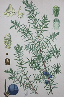 Junipero comune (Juniperus communis)