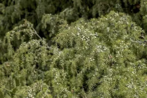 Common Juniper Stampe: Common juniper (Juniperus communis)