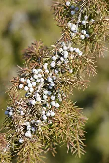 Northern Germany Trees Stampe: Common Juniper (Juniperus communis)