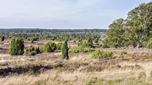 Luneburg Heath Germany Stampe: Common juniper (Juniperus communis)