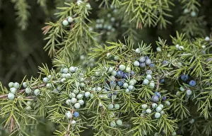 Common Juniper Stampe: Common juniper (Juniperus communis)