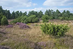 Common Juniper Stampe: Common juniper (Juniperus communis)