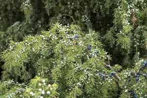 Coniferous Tree Species Stampe: Common juniper (Juniperus communis)