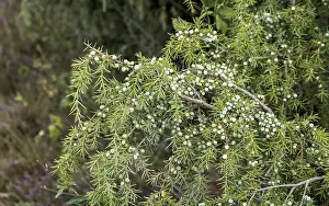 Common Juniper Berries Stampe: Common juniper (Juniperus communis)