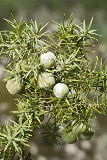 Close Up Nature Photography Stampe: Common juniper (Juniperus communis)