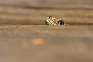 Scaled Reptile Species Stampe: Common Lizard