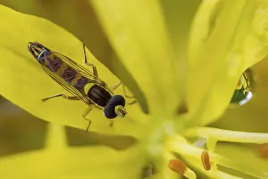 Immagini datate 23 maggio 2024: Sphaerophoria scripta print