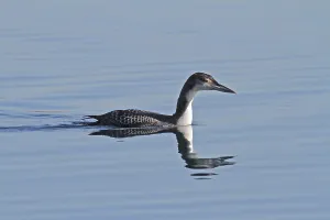 Common Loon Stampe: Common loon