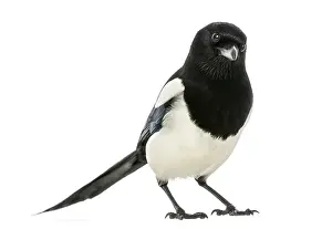 Common Magpie Stampe: Common Magpie looking at the camera