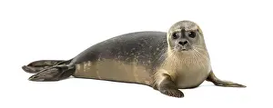 Common Seal Stampe: Common seal lying, looking at the camera