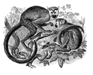 Common Squirrel Monkey Image Stampe: Common squirrel monkey (Saimiri sciureus)