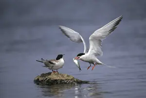 Stampe di Sterna comune, sterne comune, sterna hirundo, uccelli, charadriiformes, alimentazione, volo libero, volo di caccia limicoleni ,sternidi e sterne Sterna Comune Stampe: Sterna comune, sterna comune, Sterna hirundo.