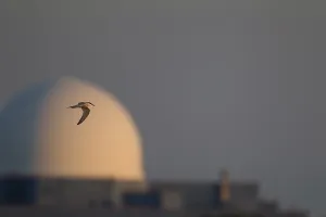 Common Tern In Flight Stampe: Common tern (Sterna hirundo)
