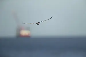 Bird In Flight Stampe: Common tern (Sterna hirundo)