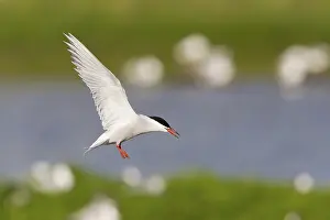 Stampe di Sterna comune (Sterna hirundo), in volo, Texel, Olanda Settentrionale, Paesi Bassi Sterna Comune Stampe: Sterna comune (Sterna hirundo), in volo.