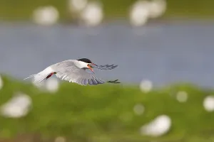 Stampe di Sterna comune (Sterna hirundo), in volo, Texel, Olanda Settentrionale, Paesi Bassi Sterna Comune Stampe: Sterna comune (Sterna hirundo), in volo.