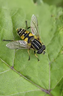Immagini datate 18 giugno 2024: Helophilus pendulus print portrait format