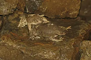 True Toad Species Stampe: Common toad, Bufo bufo