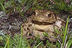 Wild Animal Photo Stampe: Common toad, Bufo bufo