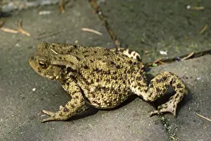 True Toad Species Stampe: Common Toad, Bufo Bufo, Common Toad