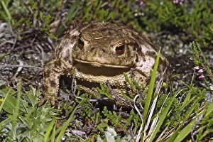 True Toad Species Stampe: Common Toad, Bufo Bufo, Common Toad