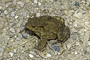 Batrachian Species Stampe: Common Toad, Bufo Bufo, Common Toad