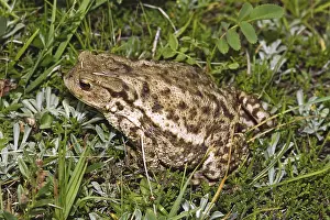 True Toad Species Stampe: Common Toad, Bufo Bufo, Common Toad