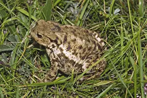 True Toad Species Stampe: Common Toad, Bufo Bufo, Common Toad