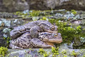 Wildlife Photography Austria Stampe: Common toad (Bufo bufo), mating
