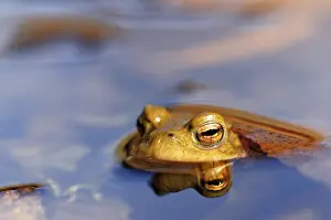 Germany Rural Landscape Photography Stampe: Common toad (Bufo bufo) reflected in water