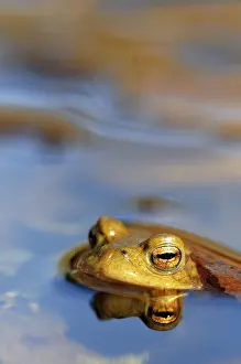 Animal Head Shot Germany Stampe: Common toad (Bufo bufo) reflected in water