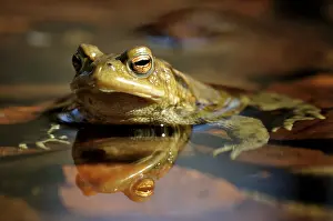 Germany Animal Photography Stampe: Common Toad (Bufo bufo) on spawning grounds