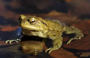 European Common Frog Stampe: Common Toad (Bufo bufo) on spawning grounds
