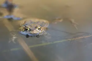 Bufo Bufo Reproduction Stampe: Common toad (Bufo bufo) with spawning lines in the water