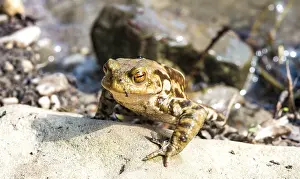 Common Toad Germany Stampe: Common toad (Bufo bufo) on stone