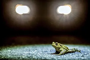 Rana comune (Bufo Bufo) durante la migrazione della rana di notte alla luce dei riflettori.